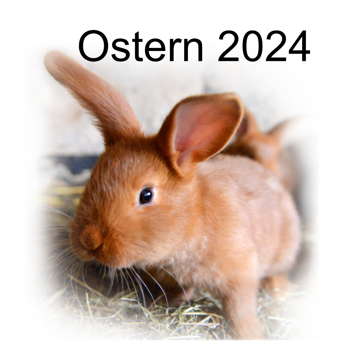 Ostern in Gubens Altstadt 2024
